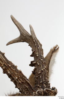 European roe deer antler head 0003.jpg